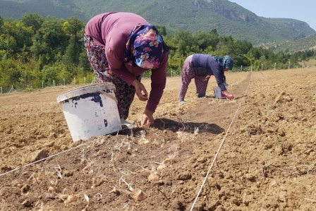 100 bin TL'den satılması beklenen safranın soğanları toprakla buluştu