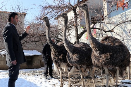 45 günlükken aldığı deve kuşlarına evlatları gibi bakıyor