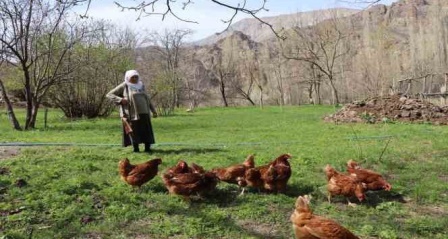 68 yaşındaki Gülistan teyze, omzunda tüfekle tavuk nöbeti tutuyor