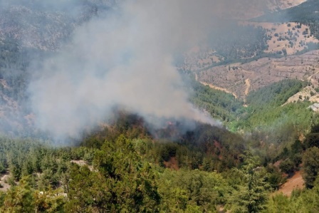 Adana'da orman yangını