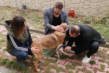 Av tüfeği ile vurulup, ölüme terk edilen Belçika kurdu 'Hera'yı hayata bağladı