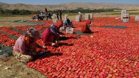 Avrupa’nın kuru domatesi Malatya’dan