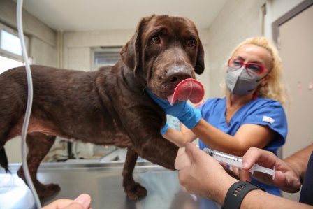 Bursa'da ilk kez bir köpek, hücre kök tedavisiyle sağlığına kavuştu