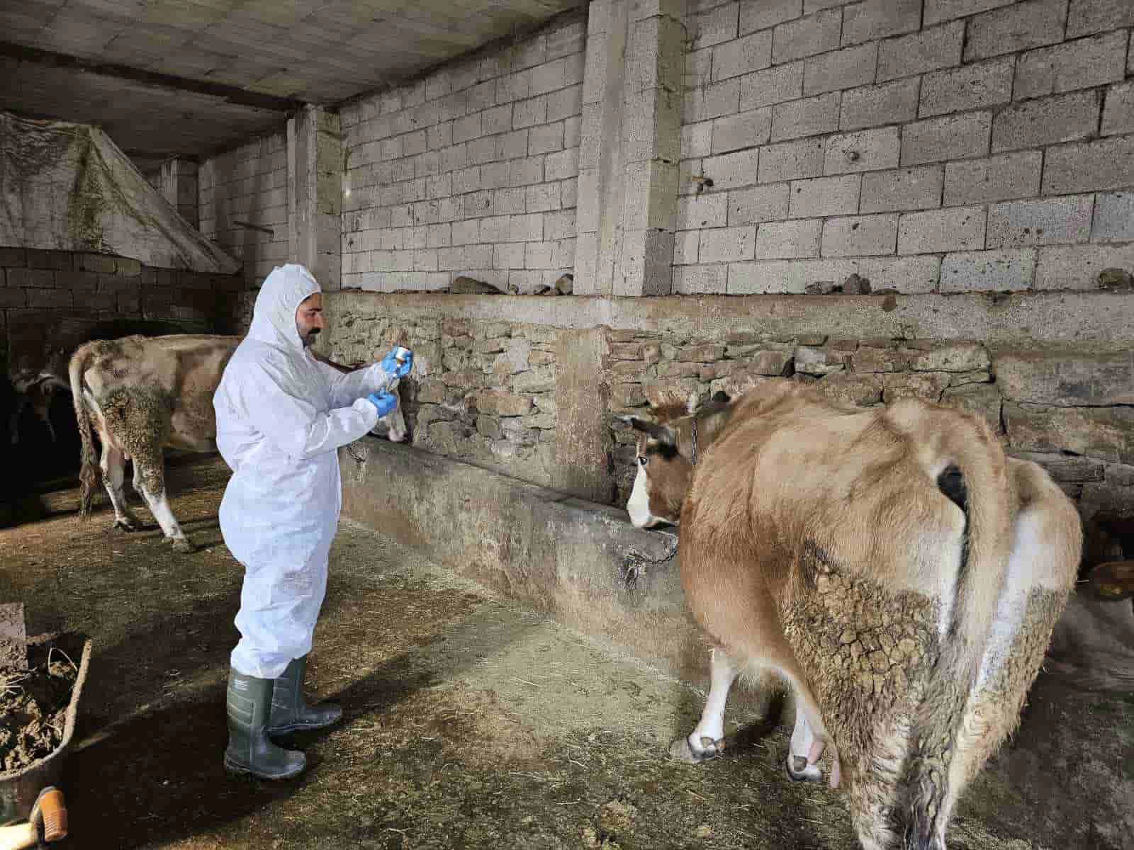 Çanakdüzü köyünde şap alarmı, bölge karantinaya alındı