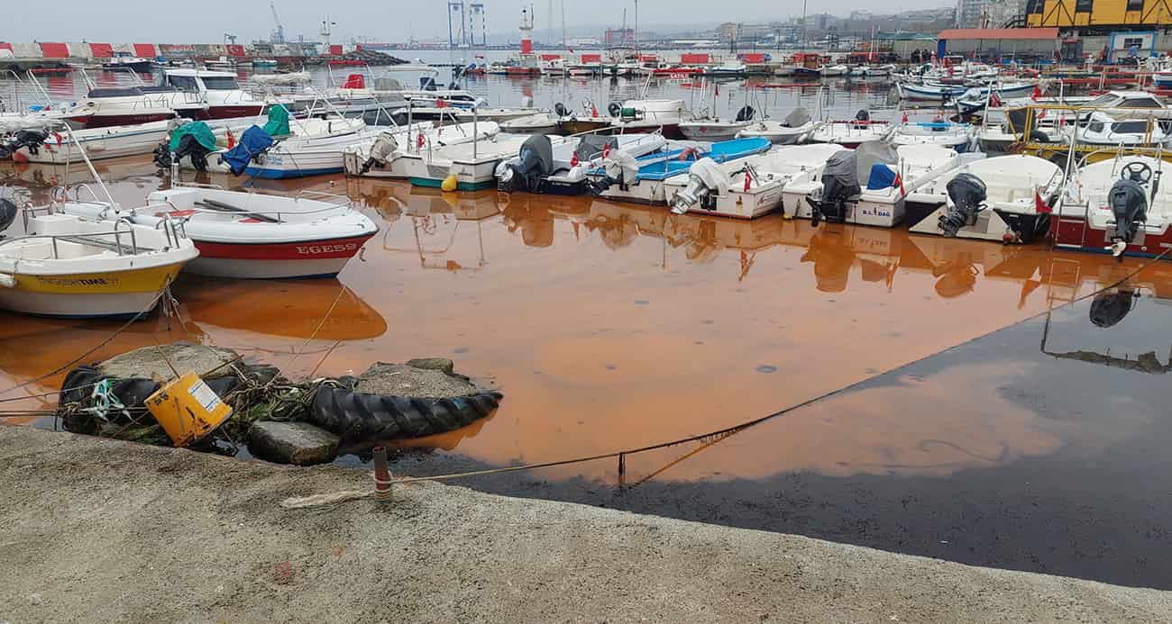 Denizde turuncu renk ve denizanası istilası yayılıyor: 1 haftada 2 kat arttı