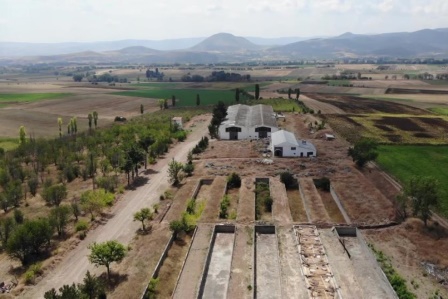 Domuz saldırısına uğrayan çocuk yaralandı