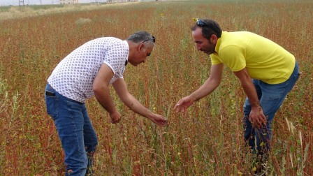 Erzurum'da glutensiz karabuğday ekimi yaygınlaşıyor