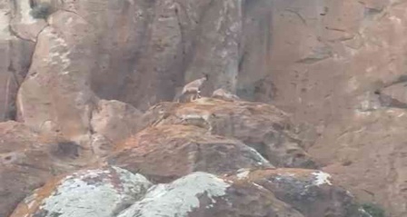 Erzurum'da nesli tükenmekte olan yaban keçileri görüntülendi