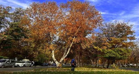 Erzurum'da sonbahar manzarası büyülüyor