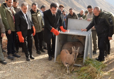 Fotoğrafçı, üzerine doğru gelen dağ keçisinden son anda kurtuldu