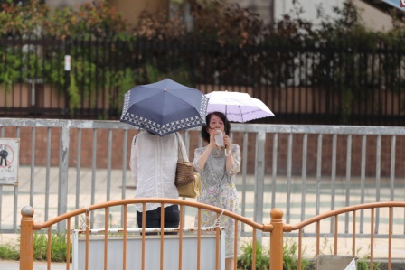 Japonya'da aşırı sıcaklar nedeniyle 7 kişi öldü