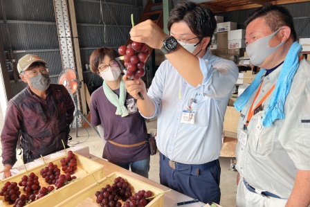 Japonya'da özel üretim salkım üzüm, 10 bin 800 dolara satıldı