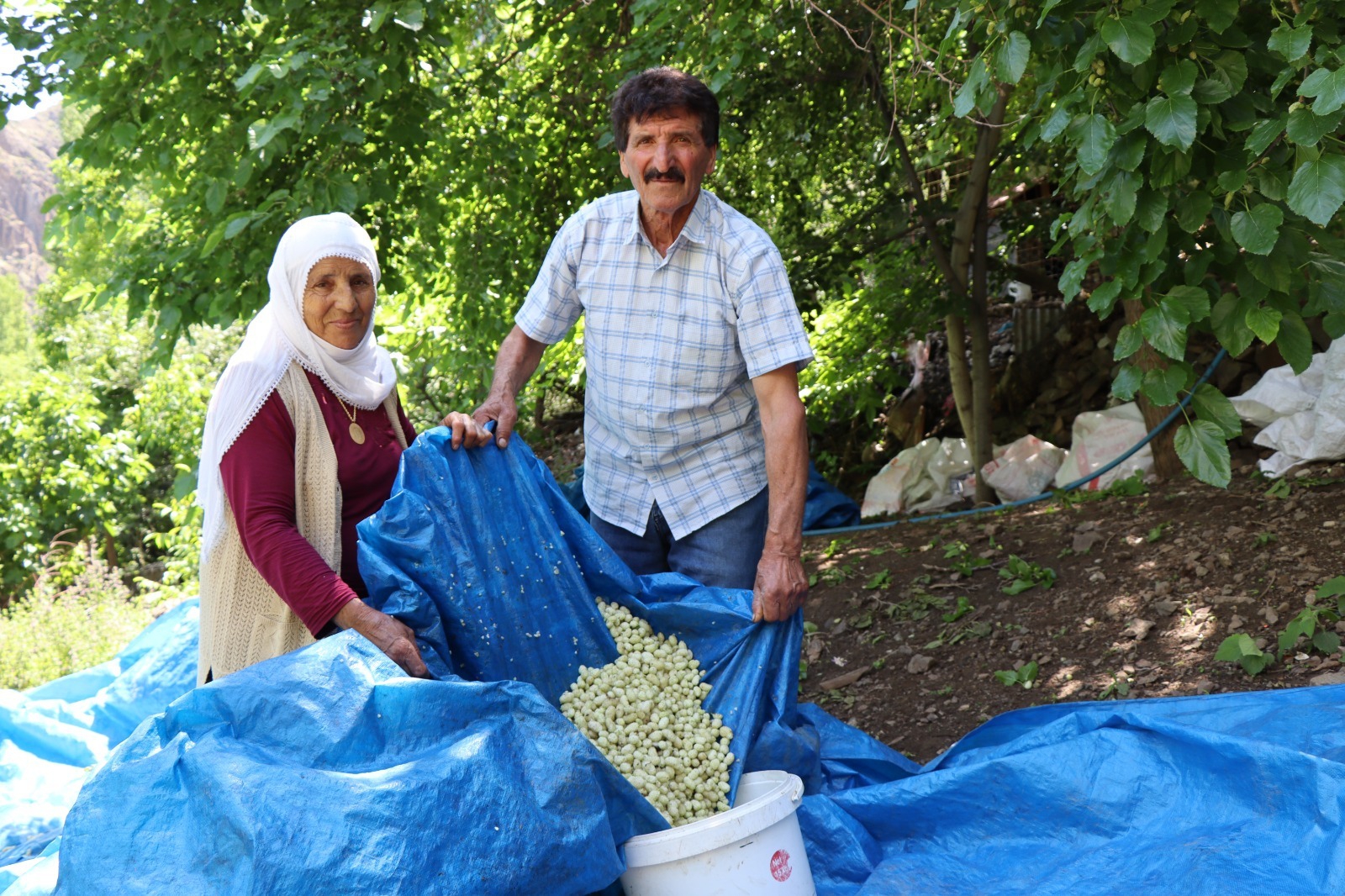 Karnavas dut pekmezi için kazanlar kaynamaya başladı