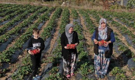 Köylü kadınların hayatı bir fide ile değişti...Köyün tamamı 7 ay çilek üretiyor