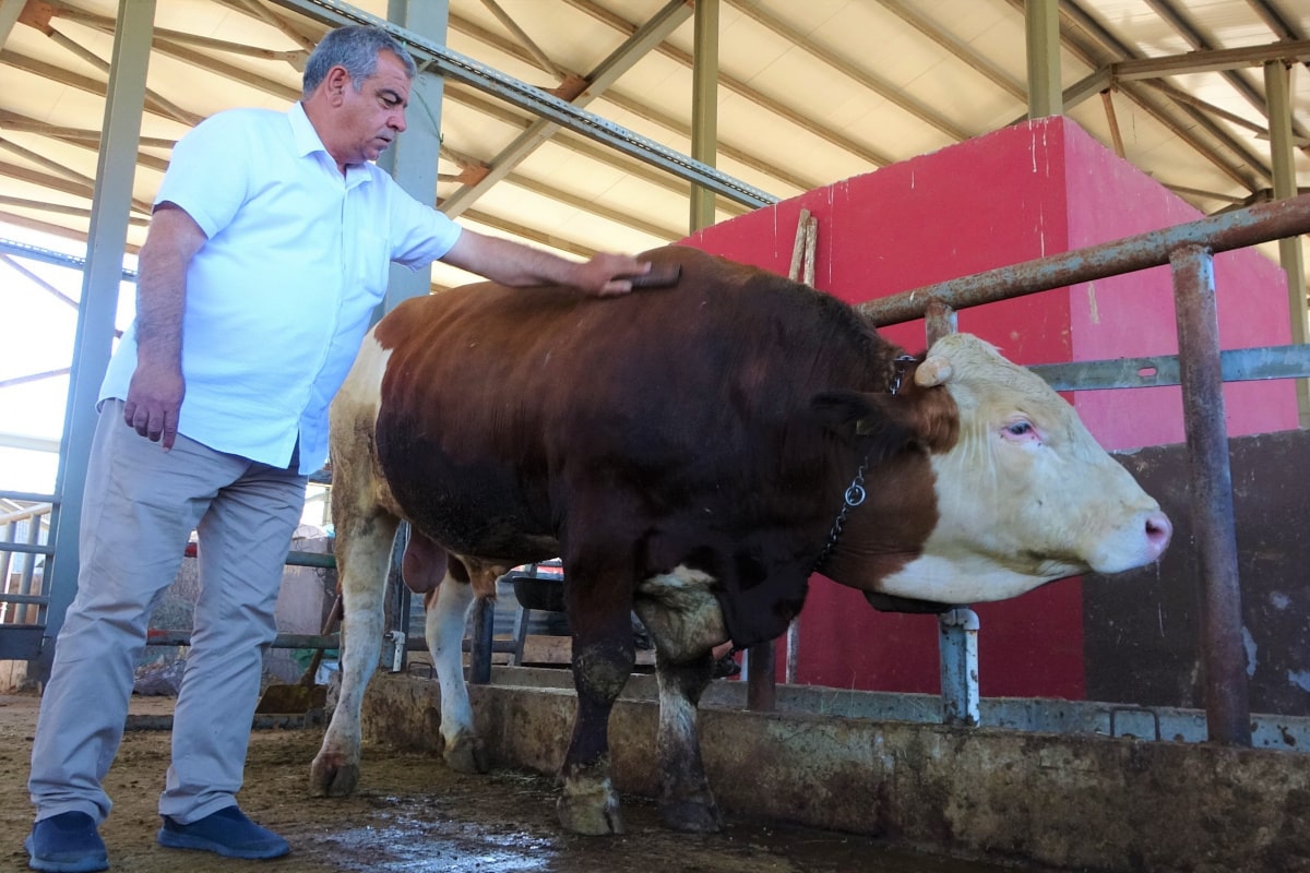 Kurban pazarının ‘Kral' tosunu 50 bin TL'ye alıcısını bekliyor