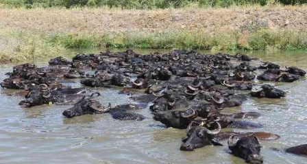 Mandaların göl içindeki keyifli hali Afrika belgesellerini aratmadı