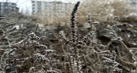 Meteorolojiden zirai don uyarısı