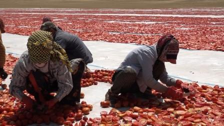 Mevsimlik işçi öğrencilerin büyük başarısı: Biri hukuk fakültesini kazandı, diğeri Türkiye ikincisi oldu