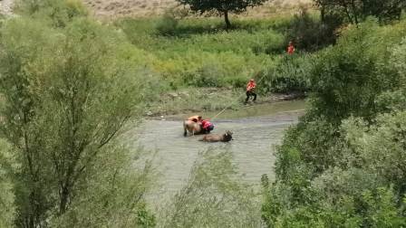 Nehirde çamura saplanan inekleri AFAD ve JAK ekipleri kurtardı