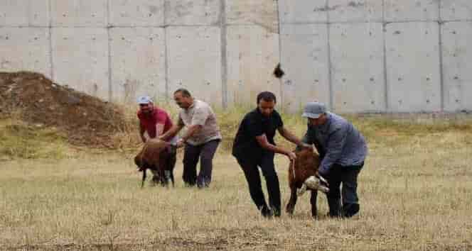 Oltulular kurban kesim alanlarına akın etti