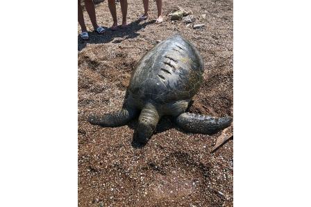 Ölü caretta caretta kıyıya vurdu