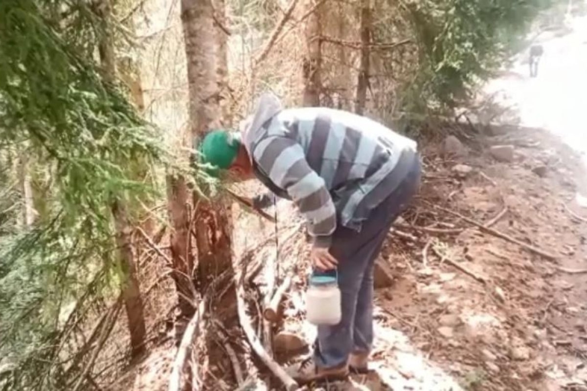 Ormandan topladıkları zararlı böcekler gelir kapıları oldu