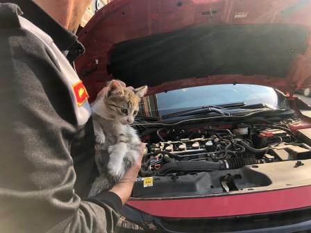 Otomobilin motor kısmına giren yavru kedi kurtarıldı