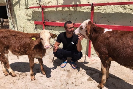 Türkiye'nin gündemine oturmuştu, psikolojisi bozulan buzağı banyo yaptı