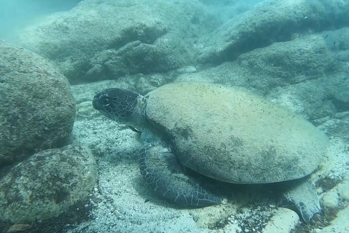 Ünlü profesörden ısıran caretta carettaler için 'Elle beslemeyin' uyarısı